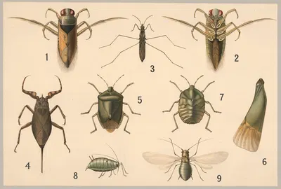 Bugs and aphids by Friedrich Specht, 1911 — digital art print download