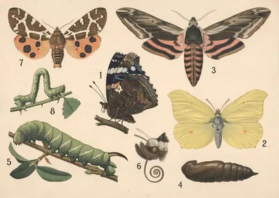 Butterflies by Friedrich Specht, 1911 — digital art print download