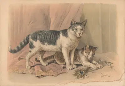 Cat by Friedrich Specht, 1882 — digital art print download