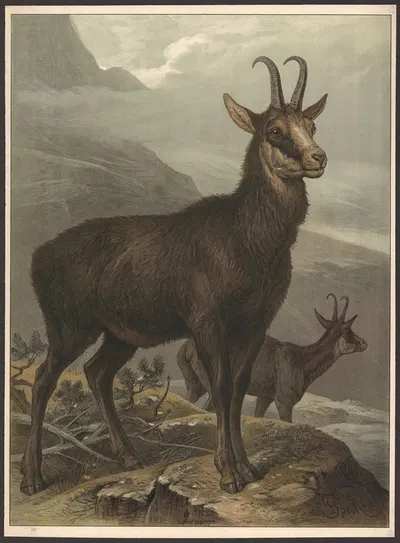 Chamois by Friedrich Specht, 1890 — digital art print download