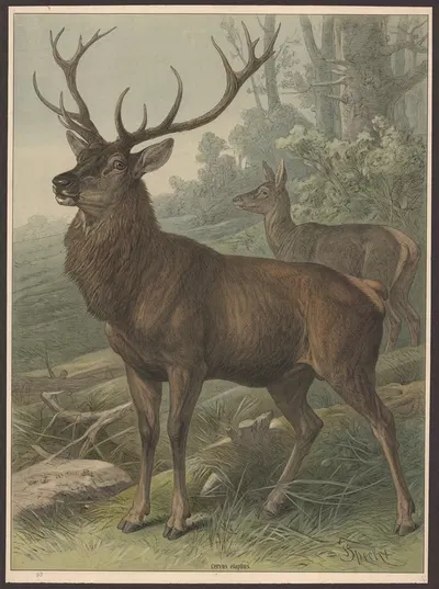 Deer by Friedrich Specht, 1890 — digital art print download