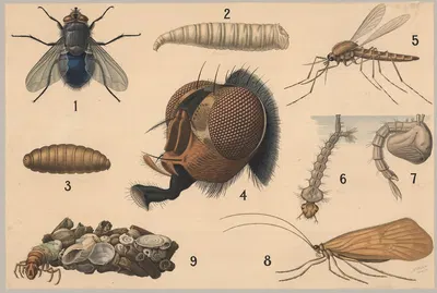Diptera and Caddisfly by Friedrich Specht, 1911 — digital art print download