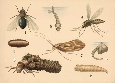 Diptera and spring flies by Friedrich Specht, 1911 — digital art print download