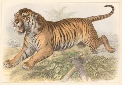 Felis tigris by Friedrich Specht, 1890 — digital art print download