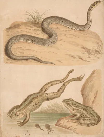 Frog and rattlesnake by Friedrich Specht, 1882 — digital art print download