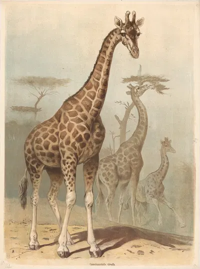 Giraffe by Friedrich Specht, 1890 — digital art print download