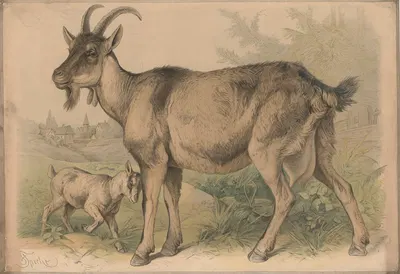 Goat by Friedrich Specht, 1882 — digital art print download