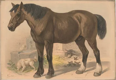 Horse by Friedrich Specht, 1882 — digital art print download