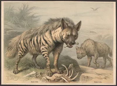 Hyaena striata. Hyaena crocuta by Friedrich Specht, 1890 — digital art print download