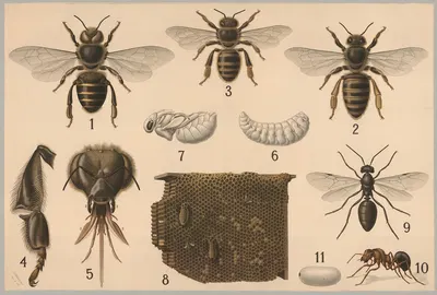 Hymenoptera by Friedrich Specht, 1911 — digital art print download