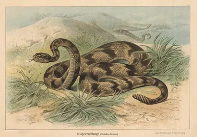Klapperschlange (Crotalus durissus) by Friedrich Specht, 1890 — digital art print download