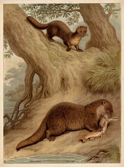 Mustela martes. Lutra vulgaris. by Friedrich Specht, 1890 — digital art print download