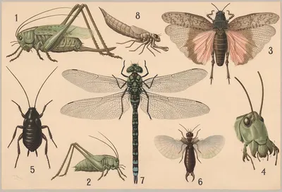 Orthoptera by Friedrich Specht, 1911 — digital art print download