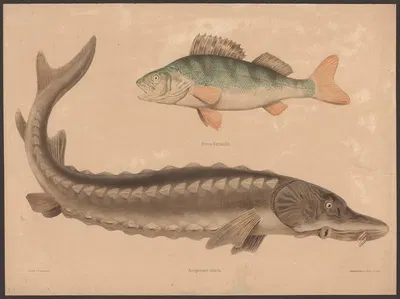 Perch (Perea fluviatilis), Sea sturgeon (Accipenser sturio) by Friedrich Specht, 1890 — digital art print download