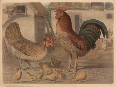 Rooster, hen and chickens by Friedrich Specht, 1882 — digital art print download