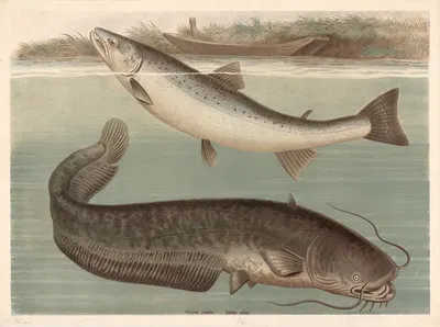 Silurus glanis by Friedrich Specht, 1890 — digital art print download