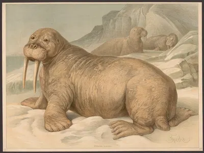 Trichechus rosmarus by Friedrich Specht, 1890 — digital art print download