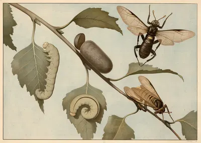 Birch leafminer by G. Pascal, 1909 — digital art print download