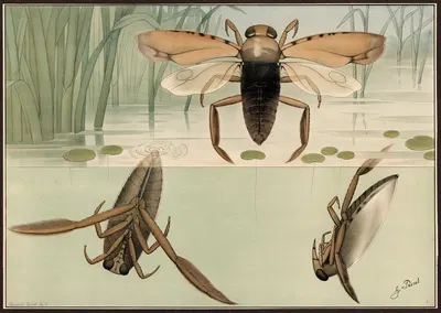 Common backswimmer (Notonecta glauca) by G. Pascal, 1909 — digital art print download
