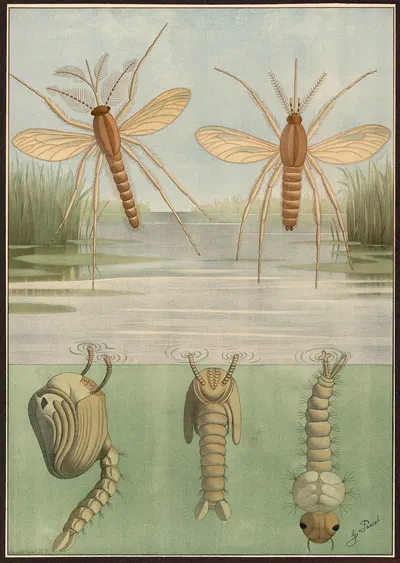 Common midge by G. Pascal, 1909 — digital art print download