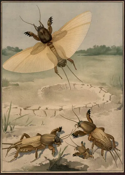Mole cricket by G. Pascal, 1909 — digital art print download