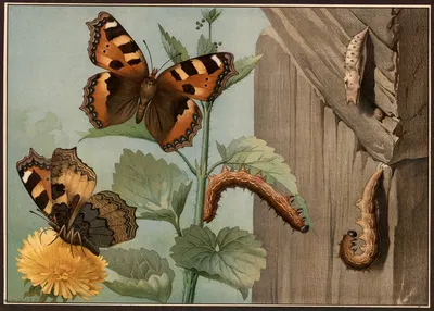 Small tortoiseshell butterfly (Aglais urticae) by G. Pascal, 1909 — digital art print download