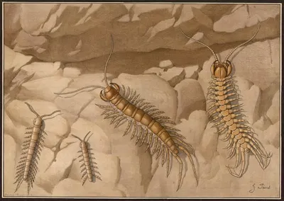 Stone centipedes (Lithobius) by G. Pascal, 1909 — digital art print download