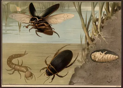 Water beetle by G. Pascal, 1909 — digital art print download