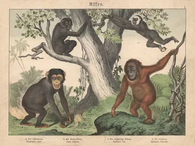 Affen. a) Der Schimpanse. b) Der Orang-Utang. c) Der weissbärtige Gibbon. d) Der Siamang by Gotthilf Heinrich von Schubert,…