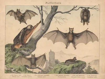 Flattertiere. a) Der fliegende Hund. b) Der Vampyr. c) Die frühfliegende Fledermaus. d) Die langohrige Fledermaus. e) Die…