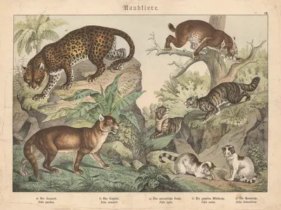 Raubtiere. a) Der Leopard. b) Der Cuguar. c) Der europäische Luchs. d) Die gemeine Wildkatze. e) Die Hauskatze by Gotthilf…