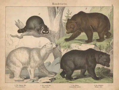 Raubtiere. a) Der schwarze Bär. b) Der braune Bär. c) Der Eisbär. d) Der Waschbär by Gotthilf Heinrich von Schubert, 1886 —…