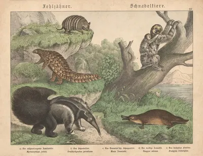 Fehlzähner, Schnabeltiere. a) Der mähnentragende Ameisenbär. b) Das Schnabeltier. c) Das Temmink'sche Schuppentier. by…