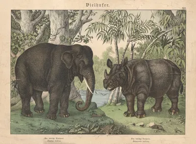 Vielhufer. a) Der indidsche Elephant. b) Das indische Nashorn by Gotthilf Heinrich von Schubert, 1886 — digital art print…