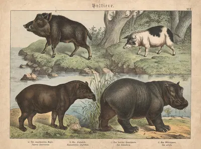 Huftiere. a) Der amerikanische Tapir. b) Das Flusspferd. c) Das dentsche Hausschwein. d) Das Wildschwein by Gotthilf…