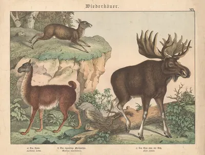 Wiederkäuer. a) Das Lama. b) Das eigentliche Moschustier. c) Das Elen oder der Elch by Gotthilf Heinrich von Schubert, 1886…