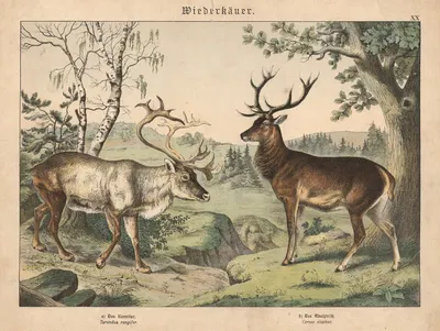 Wiederkäuer. a) Das Renntier. b) Der Edelhirsch by Gotthilf Heinrich von Schubert, 1886 — digital art print download