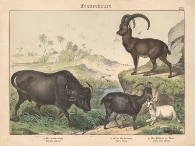 Wiederkäuer. a) Der gemeine Büffel. b) und c) Die Hausziege. d) Der Steinbock der Alpen by Gotthilf Heinrich von Schubert,…