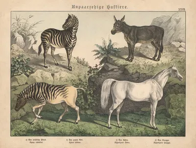 Unpaarzehige Huftiere. a) Das arabische Pferd. b) Der zahme Esel. c) Das Zebra. d) Das Quagga by Gotthilf Heinrich von…