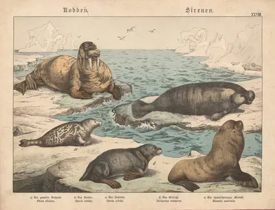 Robben, Sirenen. a) Der gemeine Seehund. b) Der Seebär. c) Der Seelöwe. d) Das Walross. e) Der Schmalschnauzige Manati. by…