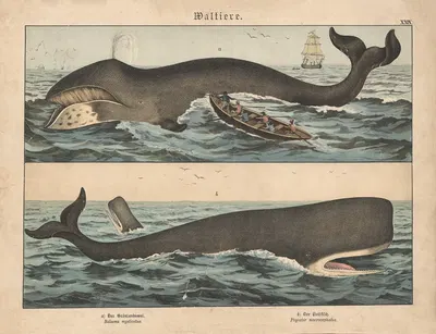Waltiere. a) Der Grönlandswal. b) Der Pottfisch by Gotthilf Heinrich von Schubert, 1886 — digital art print download