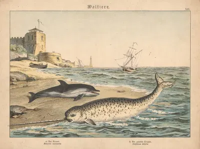 Waltiere. a) Der Narwal. b) Der gemeine Delphin by Gotthilf Heinrich von Schubert, 1886 — digital art print download
