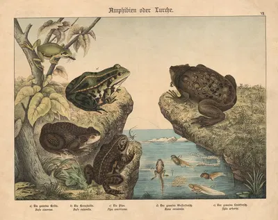 Amphibien oder Lurche by Gotthilf Heinrich von Schubert, 1886 — digital art print download