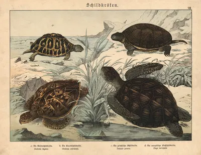 Schildkröten. a) Die Riesenschildkröte, b) Die Karett-schildkröte, c) Die griechische Schildkröte, d) Die europäische…