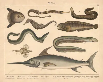 Fische. a) Der Mondfisch, b) Die Meernadel, c) Das Seepferdchen, d) Der Seedrache, e) Der Zitteraal, f) Der gewöhnliche Aal…