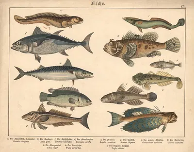 Fische. a) Der Schleimfisch, Aalmutter, b) Der Kaulkopf, c) Der Schiffshalter, d) Der Meerscorpion, e) Die Makrele by…