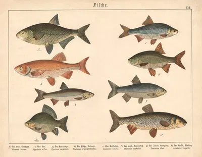 Fische. a) Der Blei, Brachsen, b) Der Orf. c) Die Karausche, d) Die Plötze, Rotauge, e) Der Rotflosser, f) Der Alet,…