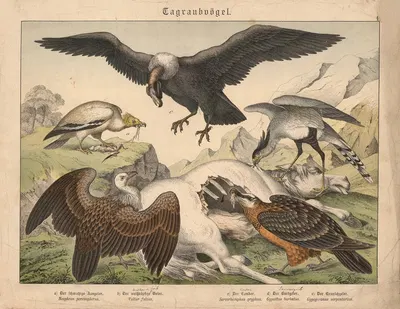 Tagraubvögel. a) Der schmutzige Aasgeier, b) Der weissköpfige Geier, c) Der Condor, d) Der Bartgeier, e) Der Kranichgeier…