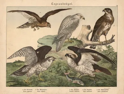 Tagraubvögel. a) Die Kornweihe, b) Der Mäusebussard, c) Der Fischadler, d) Der Jagdfalk, e) Der Hühnerhabicht by Gotthilf…