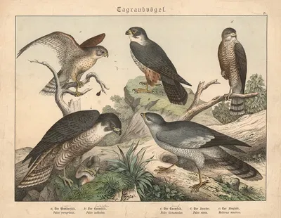 Tagraubvögel. a) Der Wanderfalk, b) Der Baumfalk, c) Der H Turmfalk, d) Der Sperber, e) Der Singfalk by Gotthilf Heinrich…